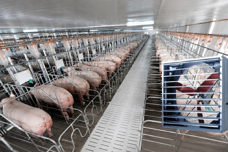 Quạt hút công nghiệp lưu lượng lớn giúp trao đổi khí, giảm nóng và mùi trong trang trại chăn nuôi.