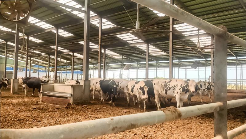 Ứng dụng quạt trần công nghiệp trong trang trại chăn nuôi giúp hạ nhiệt, thông thoáng không gian và giảm mùi hiệu quả.